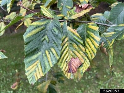 Beech Leaf Disease