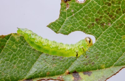 Elm Zigzag Sawfly