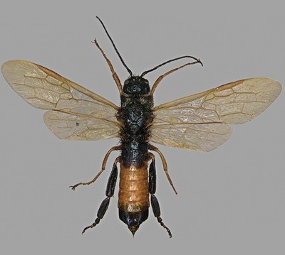 Sirex Woodwasp