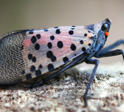 Spotted Lanternfly