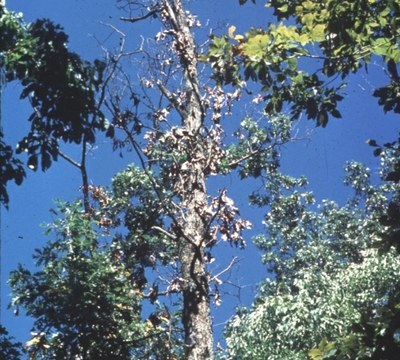 Oak Decline