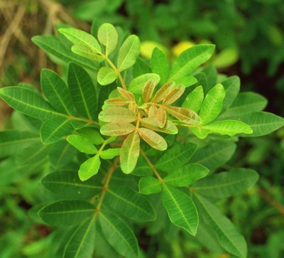 Brazilian Peppertree