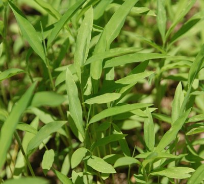 Japanese Stiltgrass